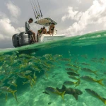 2026 Sailfish