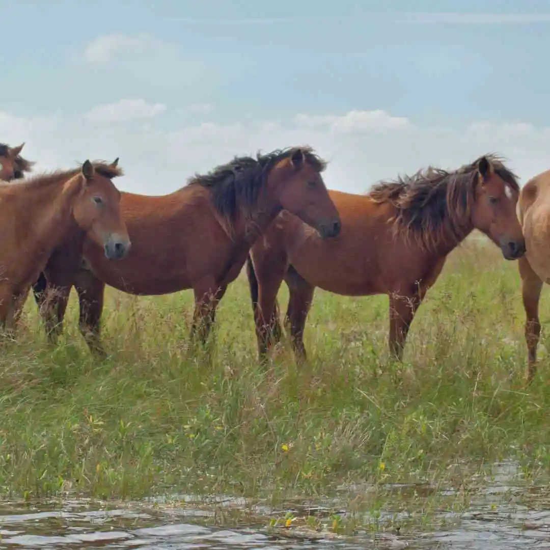 Beaufort Community