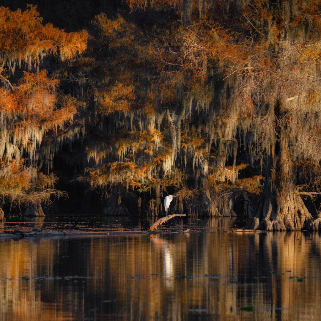 Caddo Lake Community